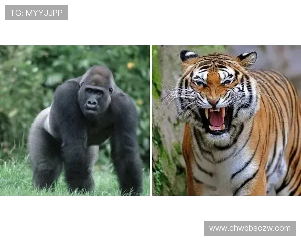 KT Rolster战队新赛季全面崛起巅峰对决再燃韩服荣耀之战